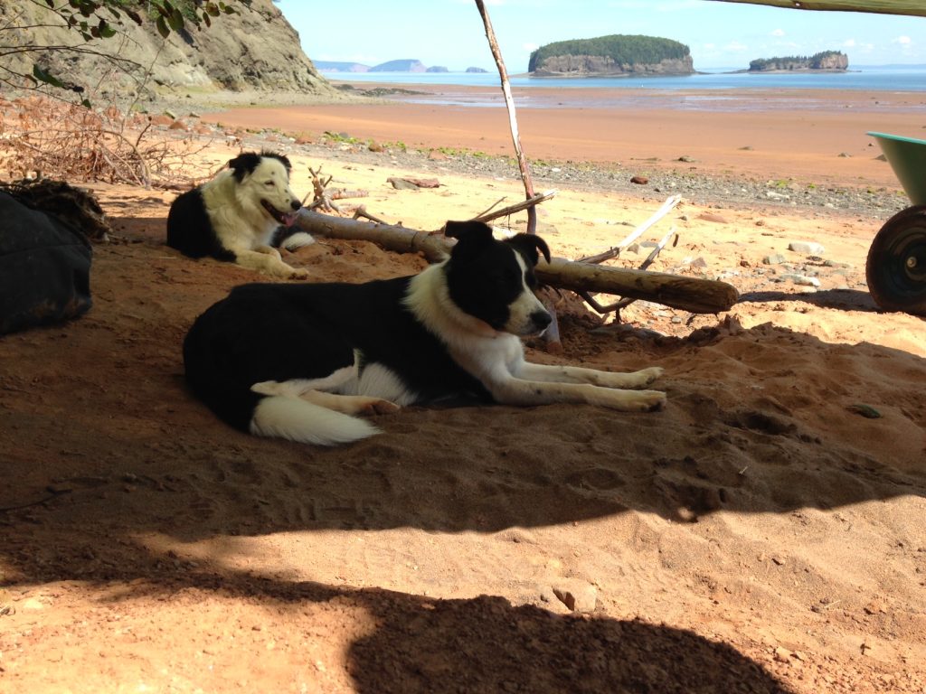 Wedge and Rex enjoying the shade at Wasson Bluff.