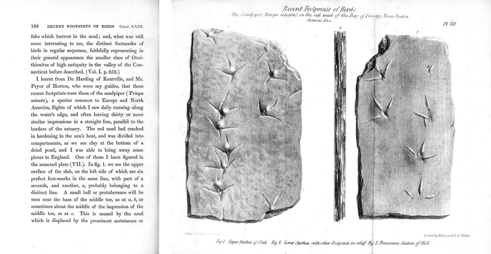 Page of text from the book Travels in North America and a fold out lithograph of the top and bottom of a piece of dried mud with bird footprints