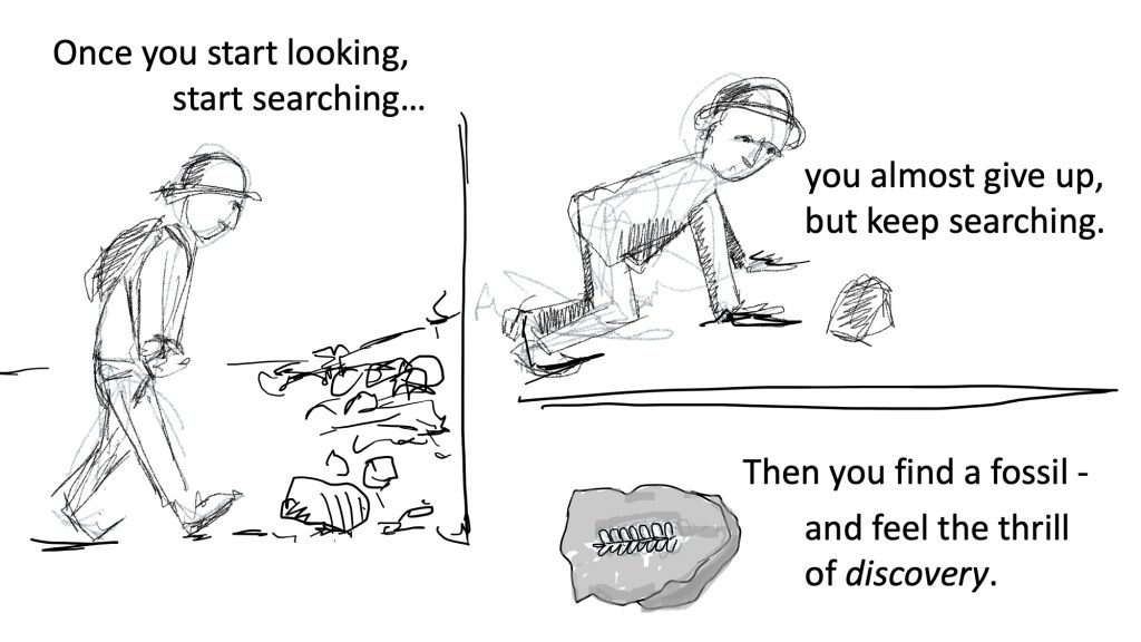 graphic sketches of a person walking and crawling on the ground, looking at rocks, and a drawing of a fossil fern. Text says : Once you start looking, start searching, you almost give up, but keep searching. Then you find a fossil - and feel the thrill of discovery"