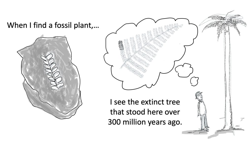 Drawing of a fern fossil and reconstruction of an ancient tree. Text says "When I find a fossil plant,... I see an extinct tree that stood here over 300 million years ago."