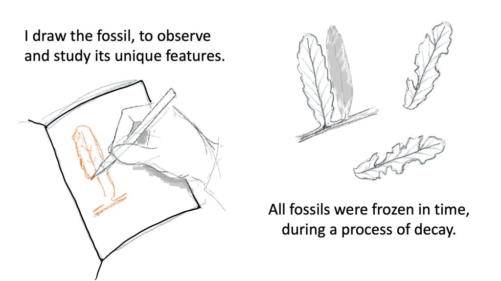 Drawing of a hand holding a pencil, drawing a leaf in a notebook, and three drawings of a leaf in several stages of decay, pieces missing. Text says "I draw the fossil, to observe and study its unique features. All fossil were frozen in time, during a process of decay."